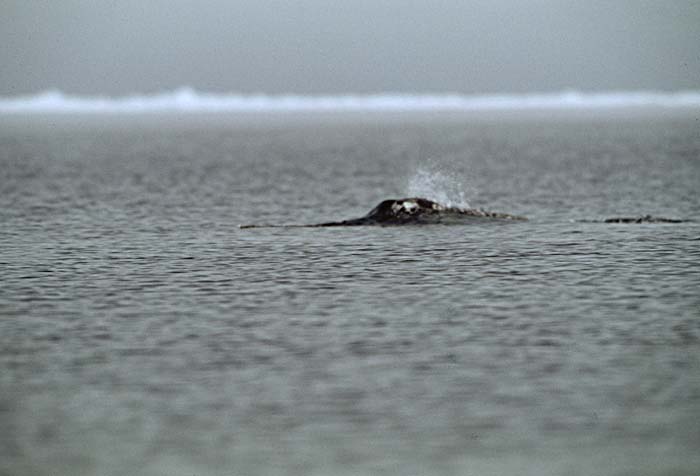 Narwhal (Monodon monoceros)