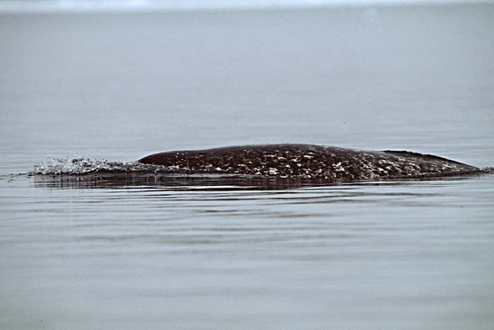 Narwhal (Monodon monoceros)