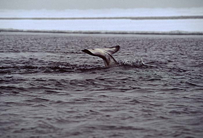 Narwhal (Monodon monoceros)