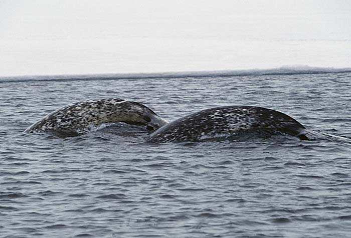 Narwhal (Monodon monoceros)