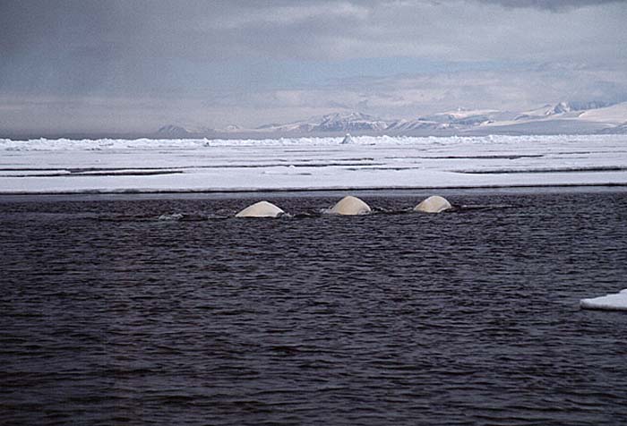 Beluga Whale (Delphinapterus leucas)