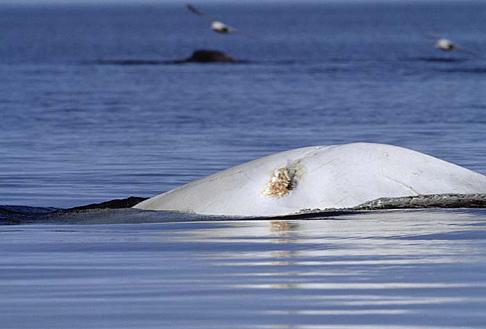 Beluga Whale (Delphinapterus leucas)