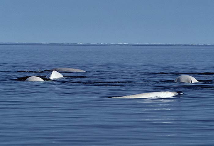 Beluga Whale (Delphinapterus leucas)