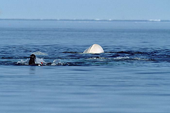 Beluga Whale (Delphinapterus leucas)