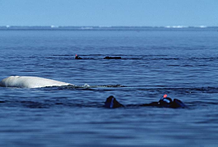 Beluga Whale (Delphinapterus leucas)