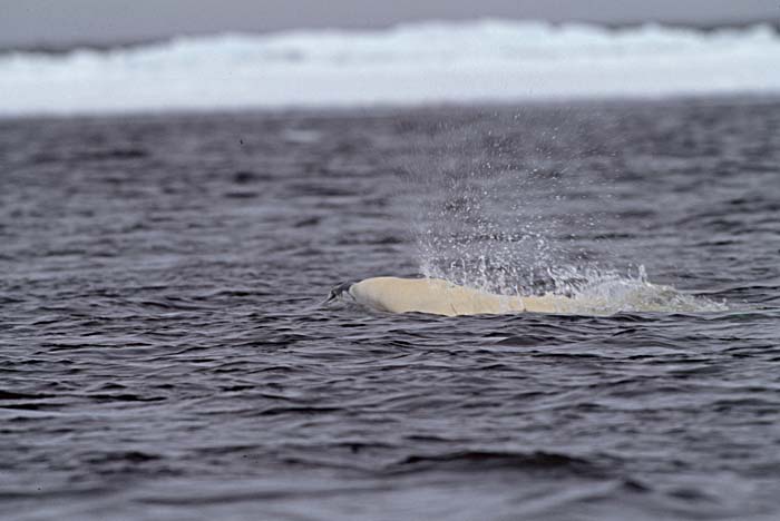 Beluga Whale (Delphinapterus leucas)