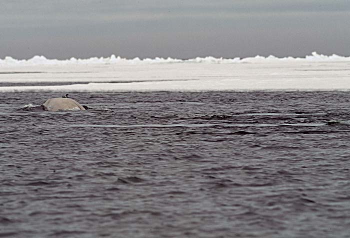 Beluga Whale (Delphinapterus leucas)