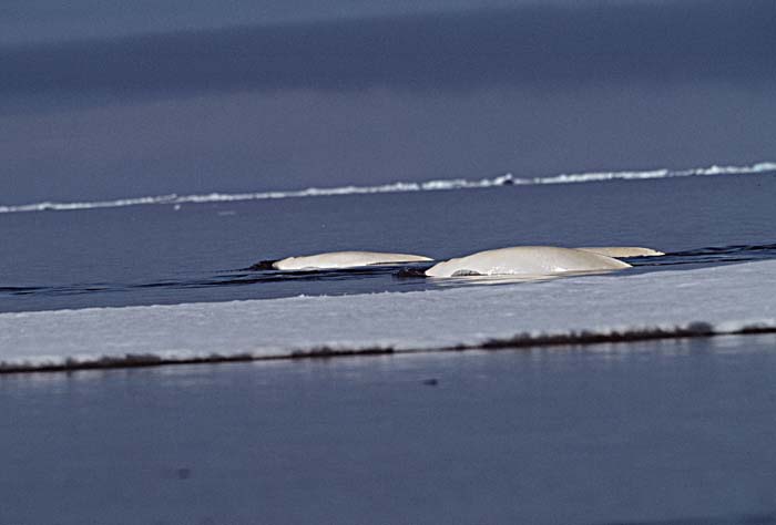 Beluga Whale (Delphinapterus leucas)