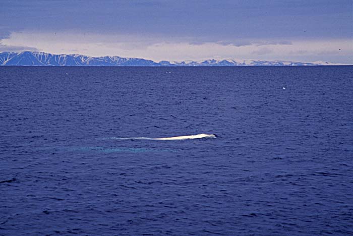 Beluga Whale (Delphinapterus leucas)