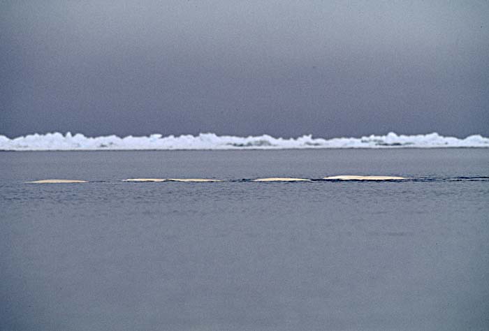 Beluga Whale (Delphinapterus leucas)