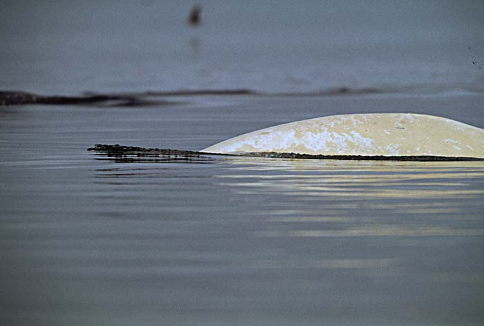 Beluga Whale (Delphinapterus leucas)