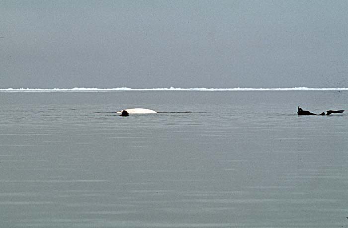 Beluga Whale (Delphinapterus leucas)