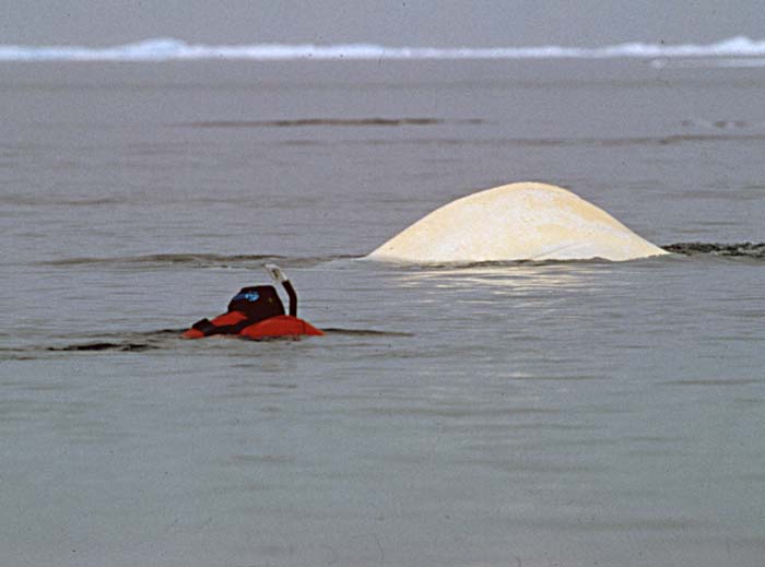 Beluga Whale (Delphinapterus leucas)