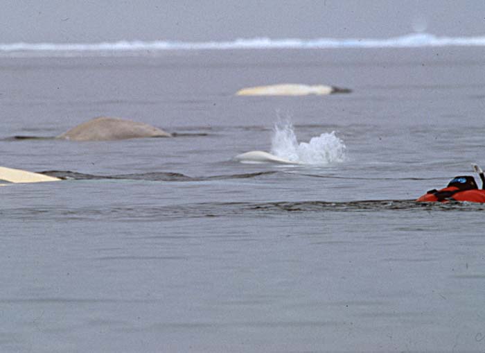 Beluga Whale (Delphinapterus leucas)