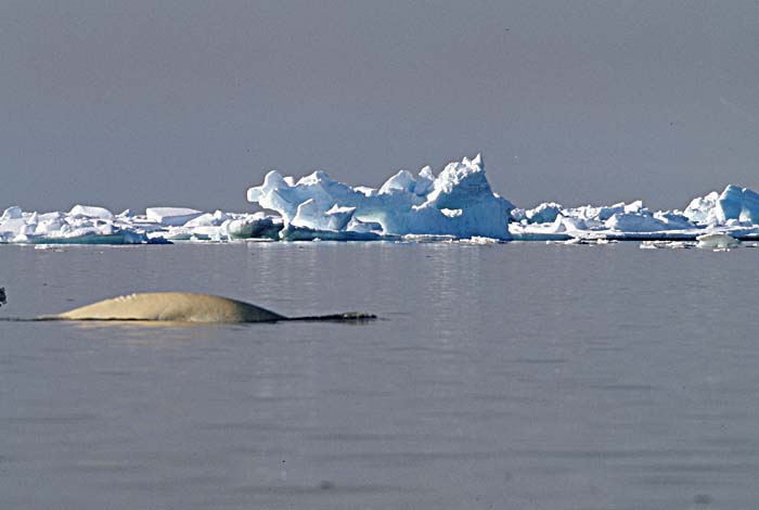 Beluga Whale (Delphinapterus leucas)