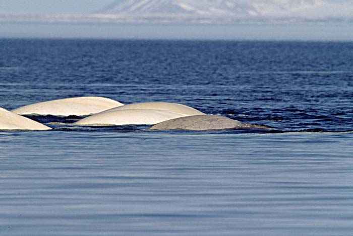 Beluga Whale (Delphinapterus leucas)