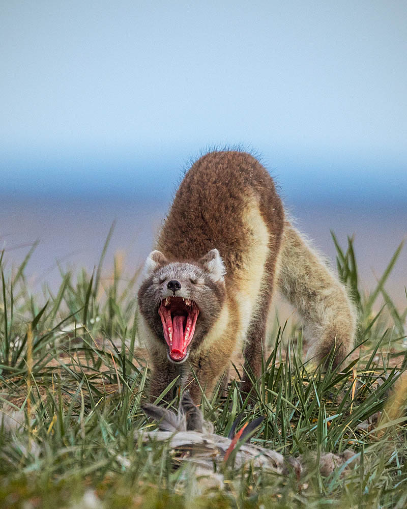 Arctic Fox (Vulpes lagopus)