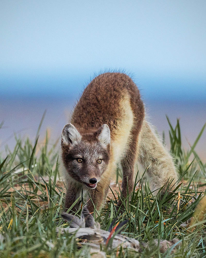 Arctic Fox (Vulpes lagopus)