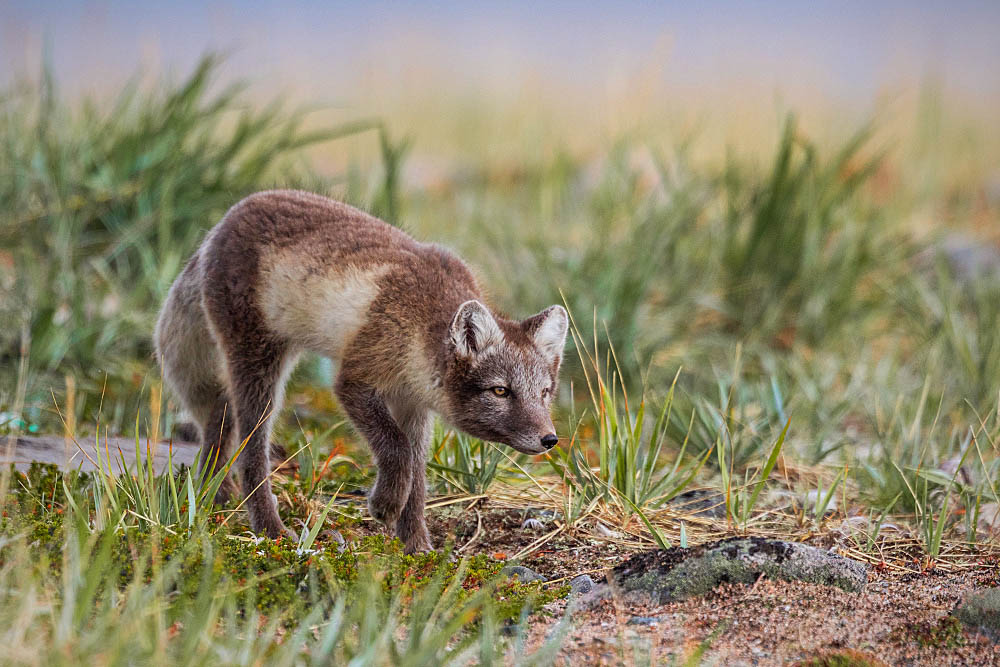 Arctic Fox (Vulpes lagopus)