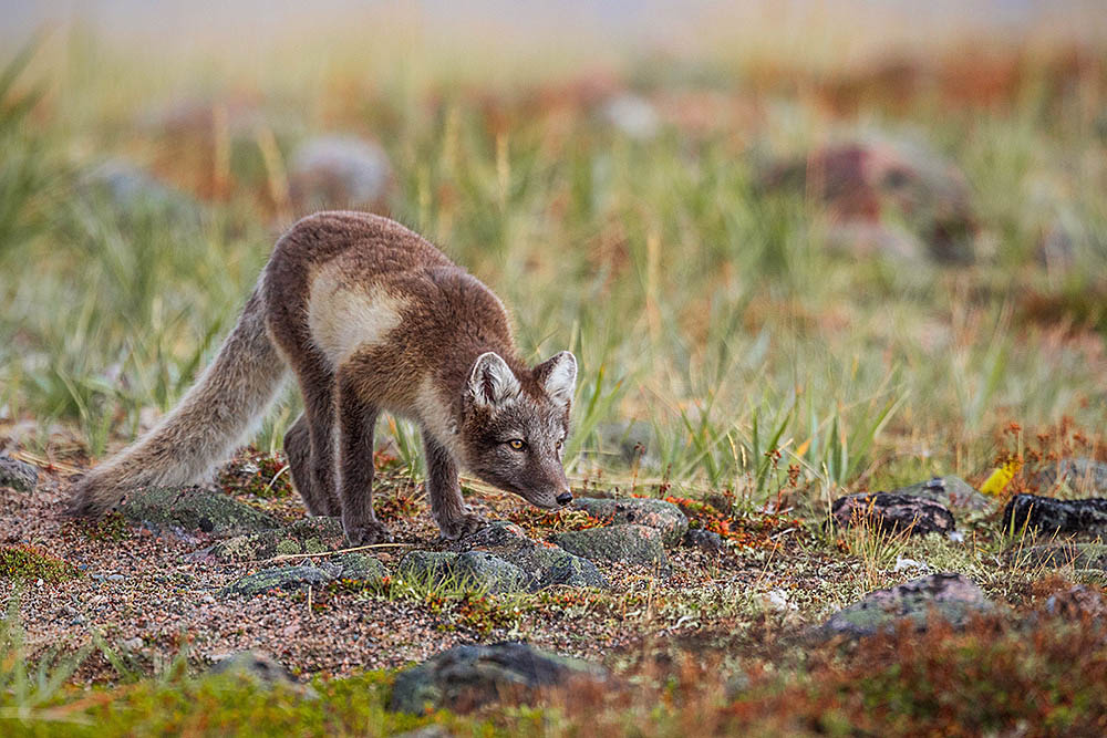 Arctic Fox (Vulpes lagopus)