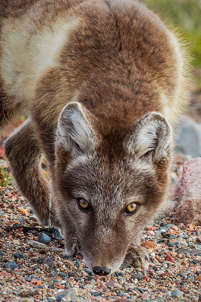 Arctic Fox (Vulpes lagopus)