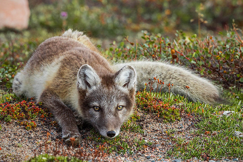 Arctic Fox (Vulpes lagopus)