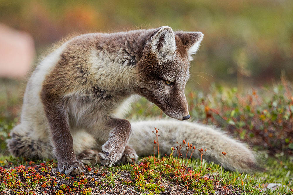 Arctic Fox (Vulpes lagopus)