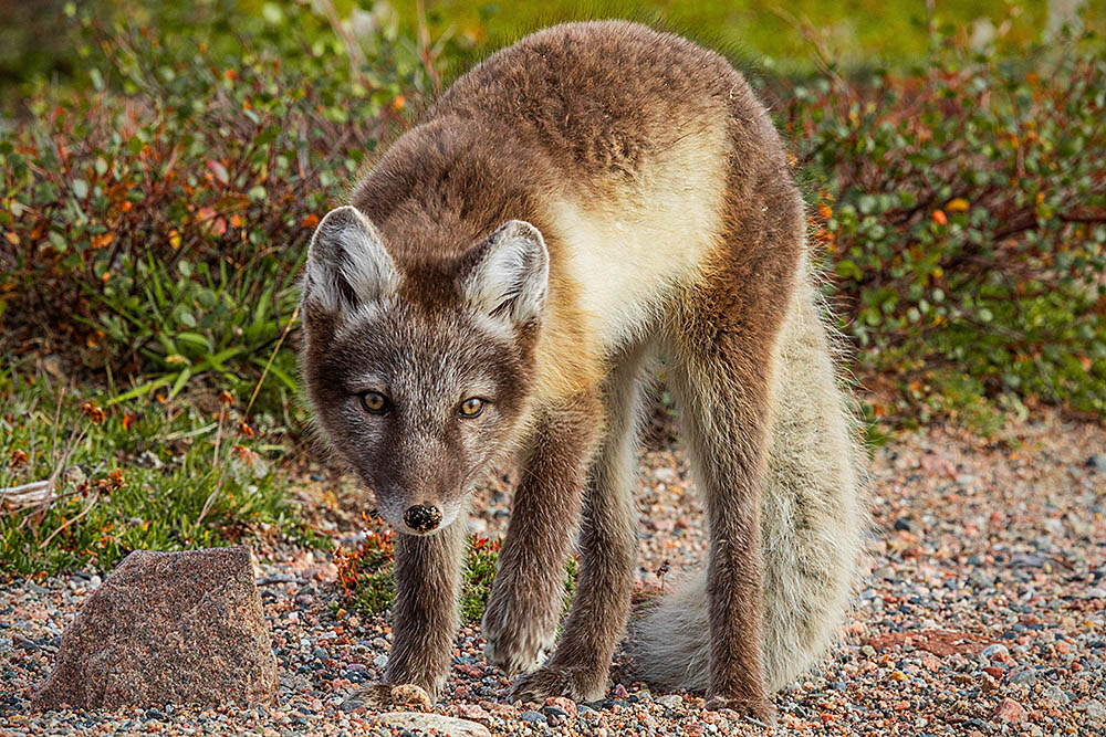 Arctic Fox (Vulpes lagopus)