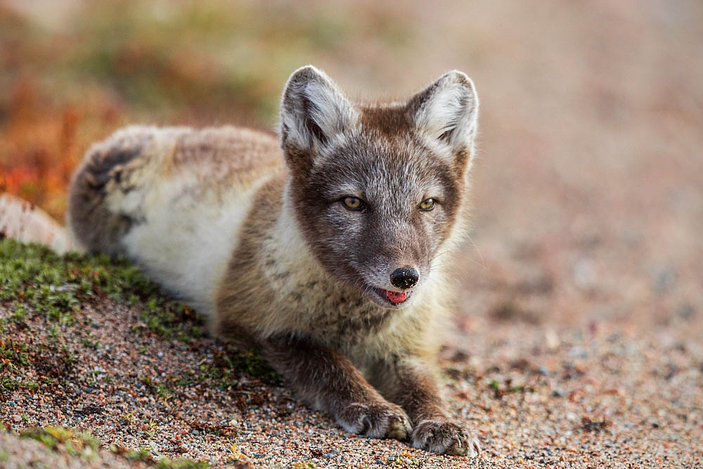 Arctic Fox (Vulpes lagopus)