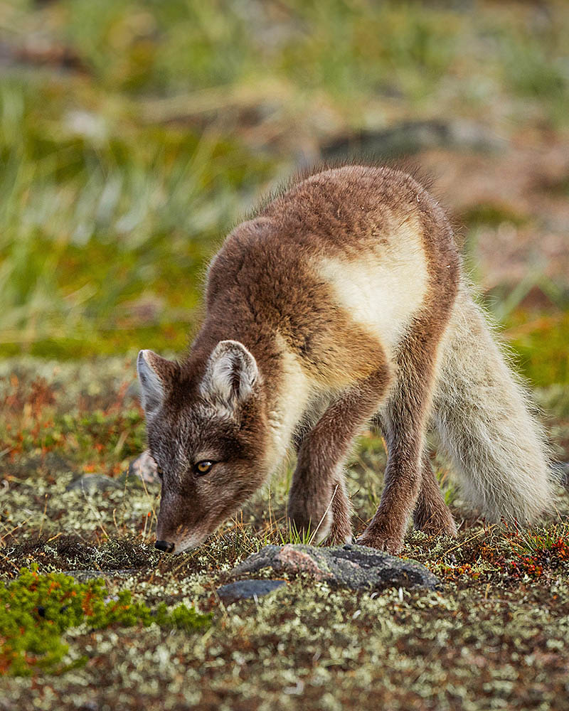 Arctic Fox (Vulpes lagopus)