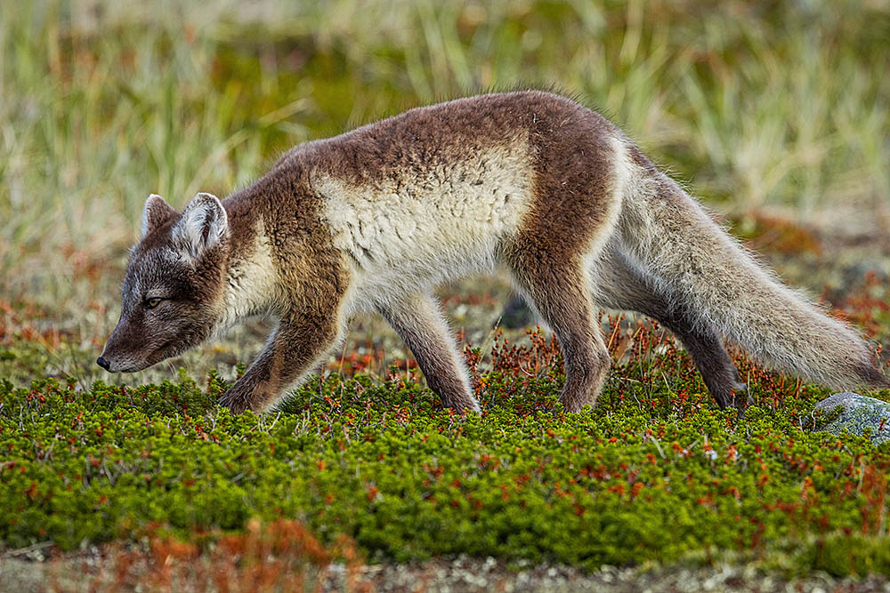 Arctic Fox (Vulpes lagopus)