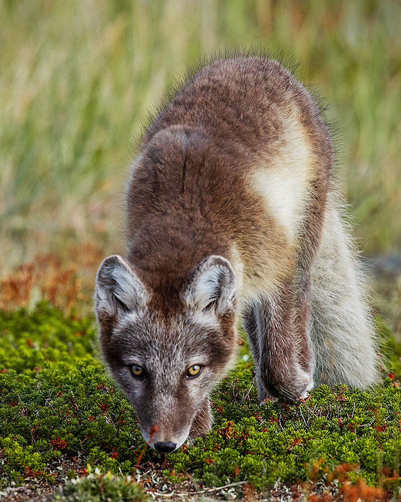 Arctic Fox (Vulpes lagopus)