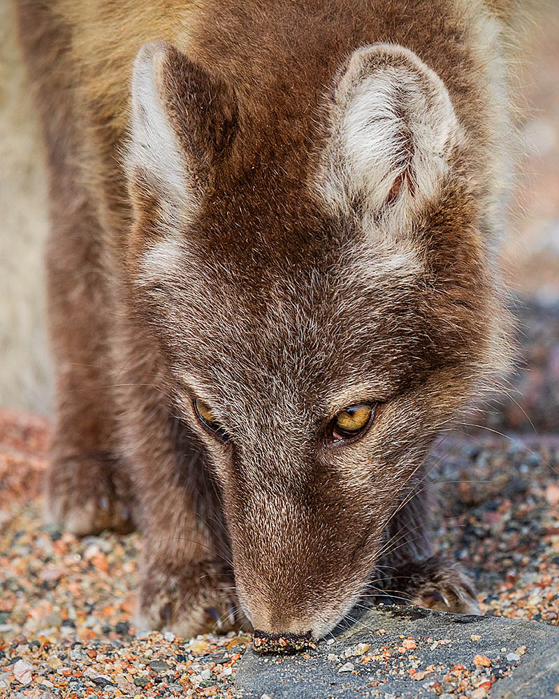 Arctic Fox (Vulpes lagopus)