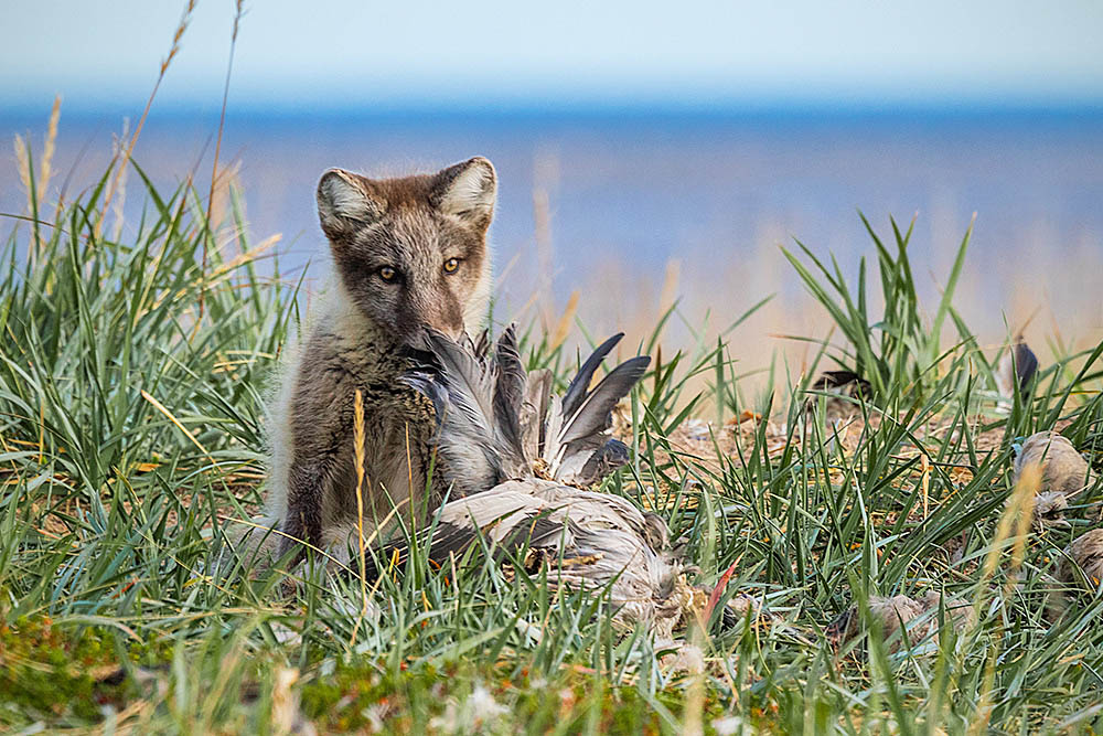 Arctic Fox (Vulpes lagopus)