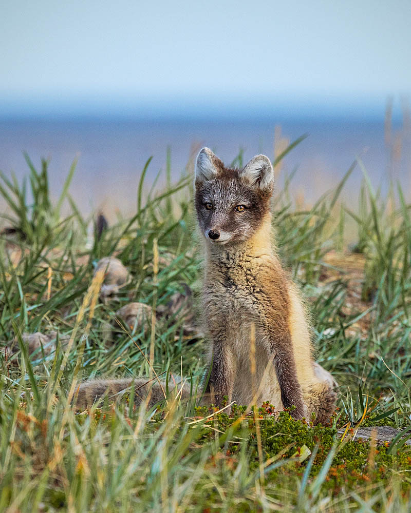 Arctic Fox (Vulpes lagopus)