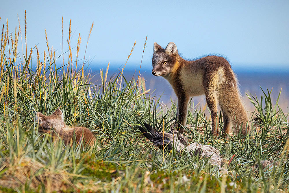 Arctic Fox (Vulpes lagopus)