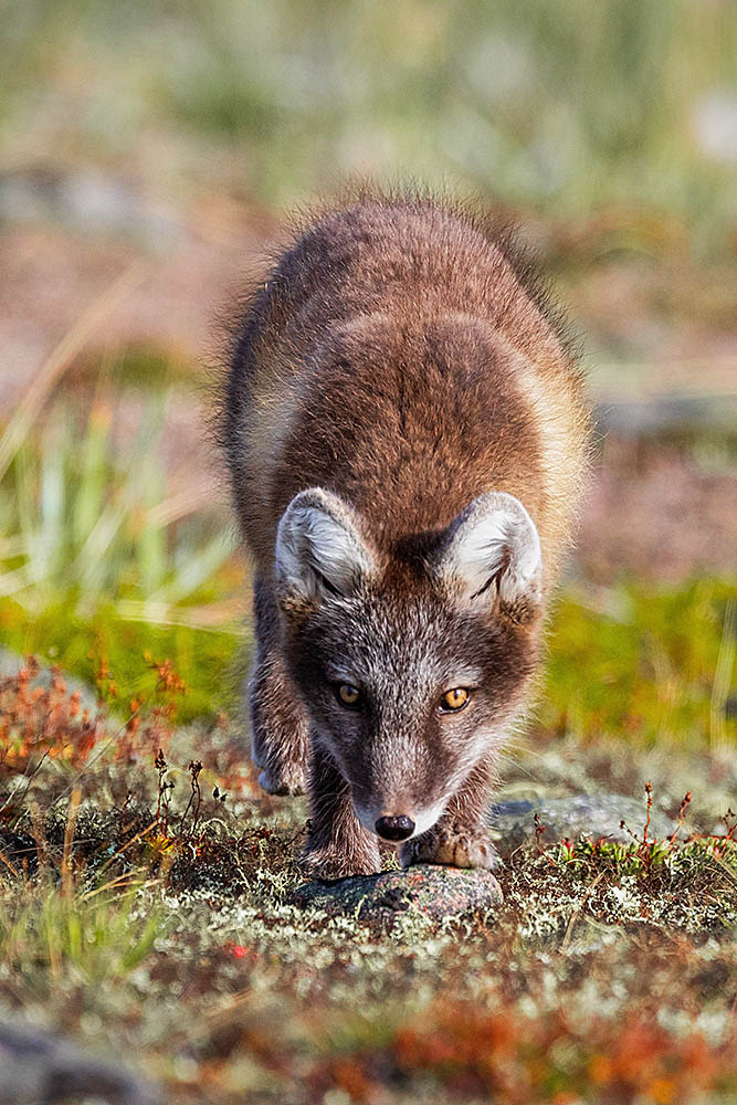 Arctic Fox (Vulpes lagopus)