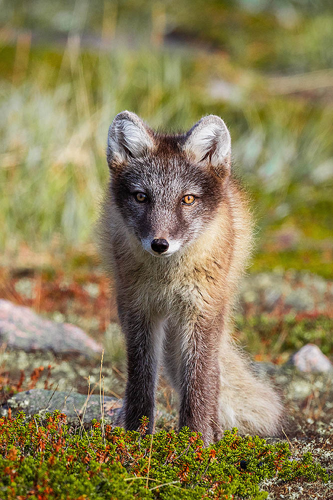 Arctic Fox (Vulpes lagopus)