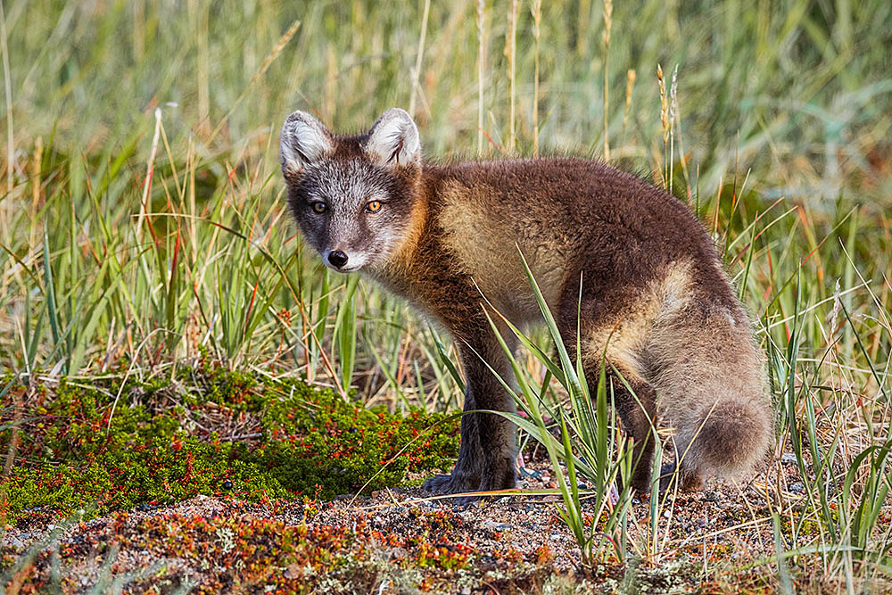 Arctic Fox (Vulpes lagopus)