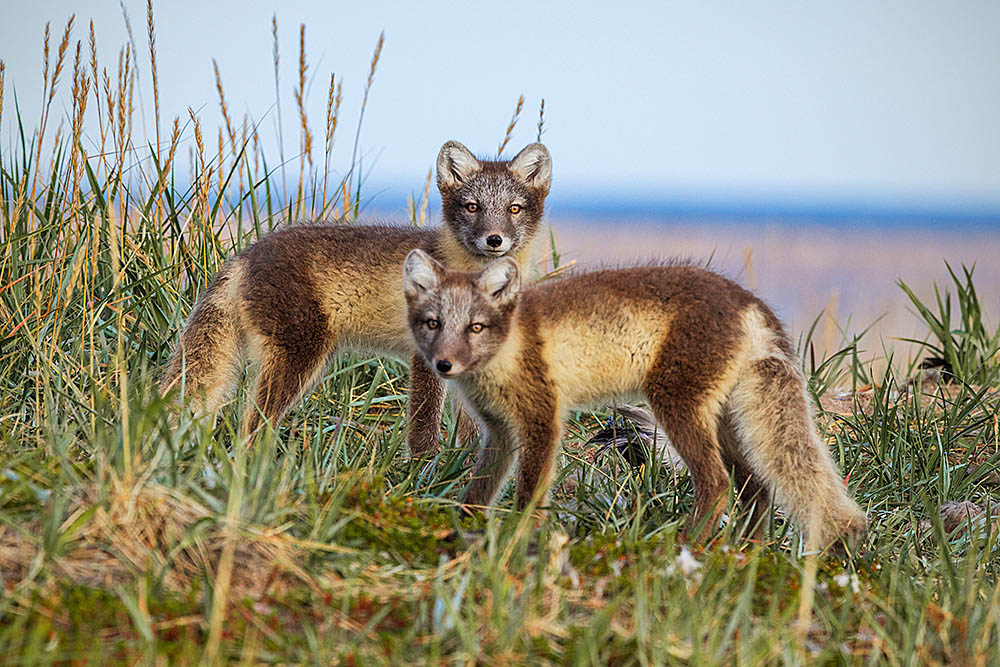 Arctic Fox (Vulpes lagopus)