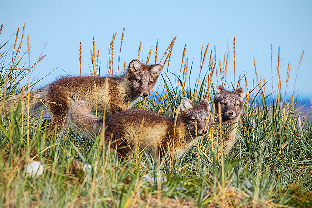 Arctic Fox (Vulpes lagopus)