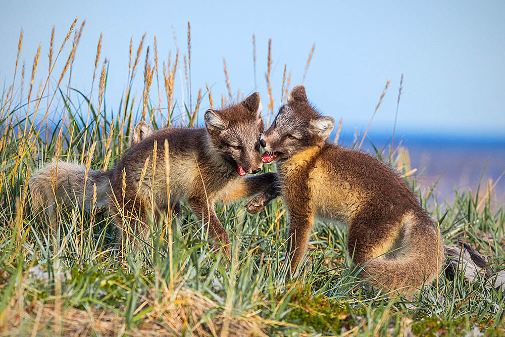 Arctic Fox (Vulpes lagopus)