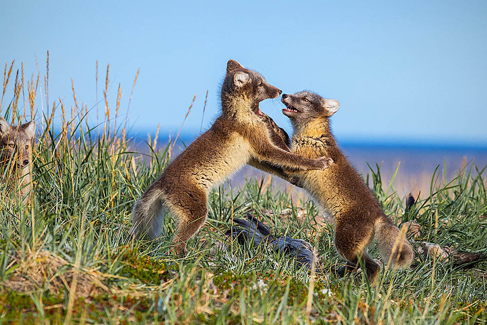 Arctic Fox (Vulpes lagopus)