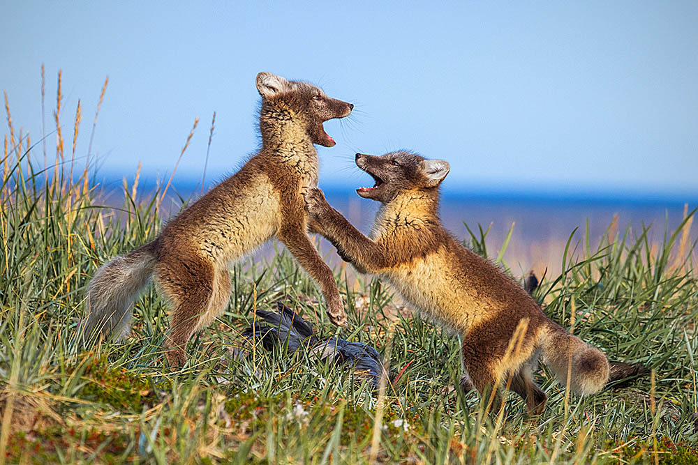 Arctic Fox (Vulpes lagopus)