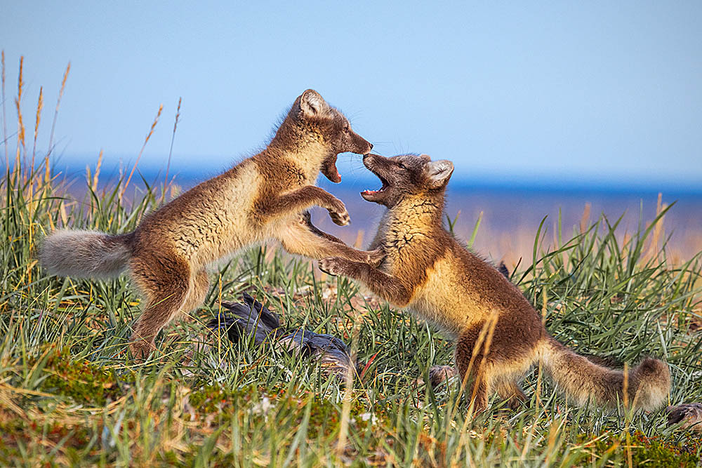 Arctic Fox (Vulpes lagopus)