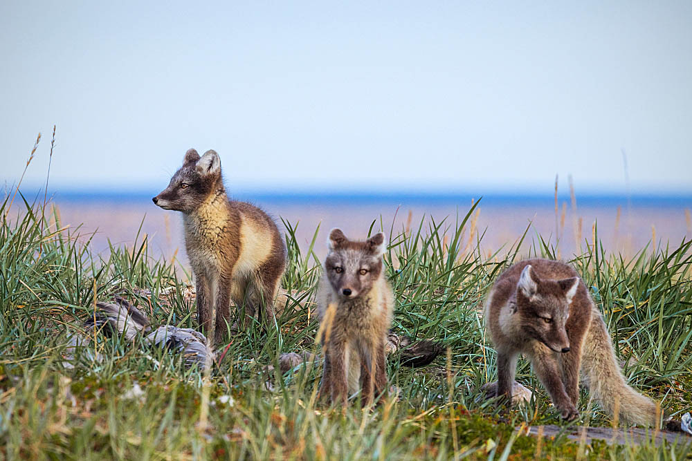 Arctic Fox (Vulpes lagopus)