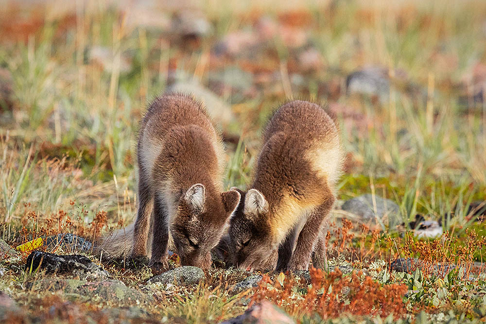 Arctic Fox (Vulpes lagopus)