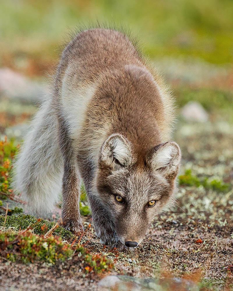 Arctic Fox (Vulpes lagopus)