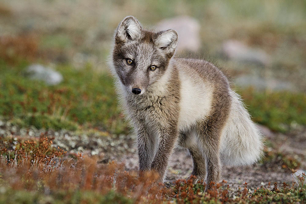 Arctic Fox (Vulpes lagopus)