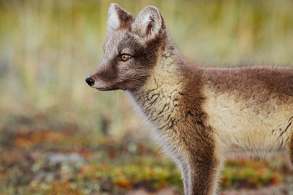 Arctic Fox (Vulpes lagopus)